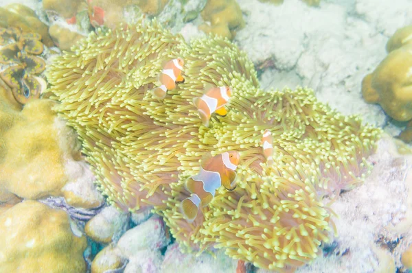 Group of clown fish Nemo in anemone with coral reef — Stock Photo, Image