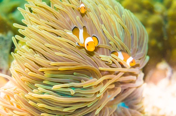 Clown Anemonefish Tropical underwater life in the Sea. — Stock Photo, Image
