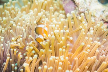 Nemo balık onların anemon ev önünde. 