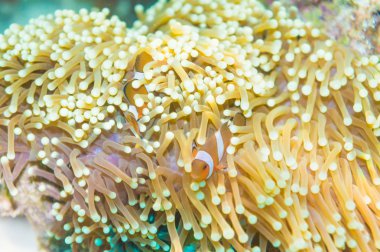 Nemo balık onların anemon ev önünde. 