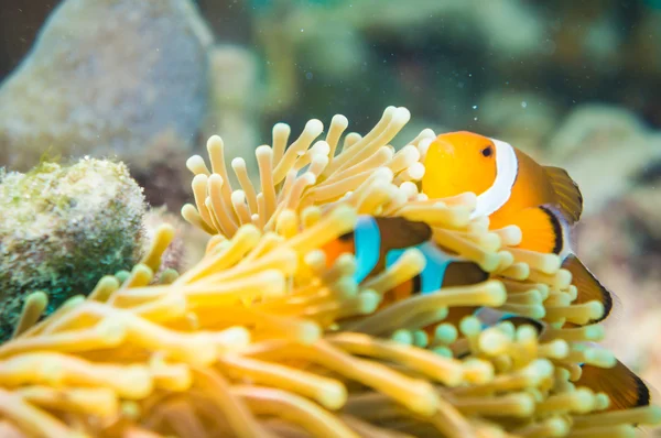 Clown Anemonefish nuota tra i tentacoli del suo anemone ho — Foto Stock
