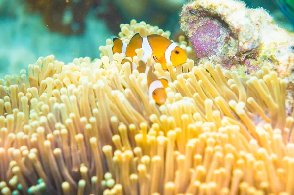 Clown Anemonefish swimming among the tentacles of its anemone ho — Stock Photo, Image