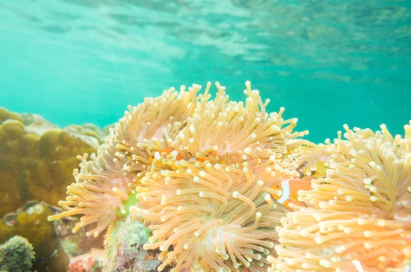 Nemo pesce davanti alla loro casa anemone . — Foto Stock
