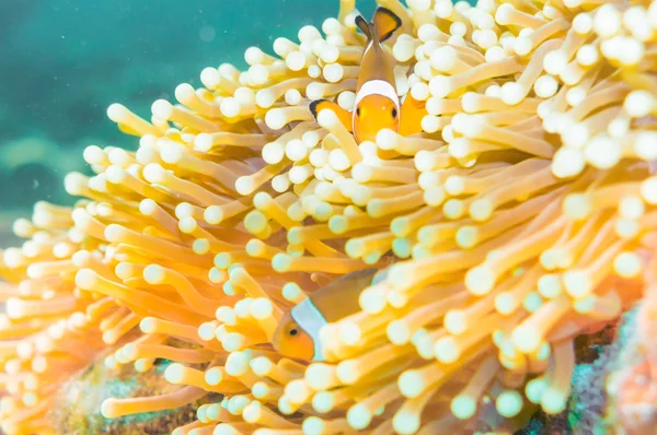 Nemo fisk framför deras hem anemone. — Stockfoto