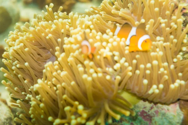 Anemone och anemone fisk — Stockfoto