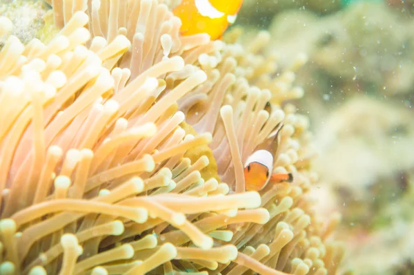 Anemone and anemone fish — Stock Photo, Image