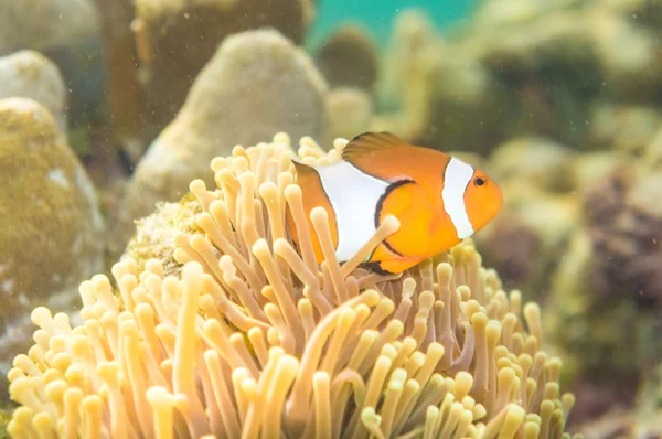 Nemo fish in front of their anemone home. — Stock Photo, Image