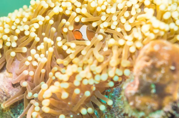 Nemo fisk framför deras hem anemone. — Stockfoto