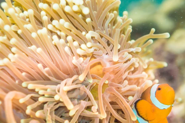 Anemone and anemone fish — Stock Photo, Image