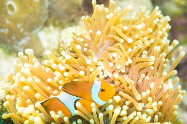 Nemo fisk framför deras hem anemone. — Stockfoto