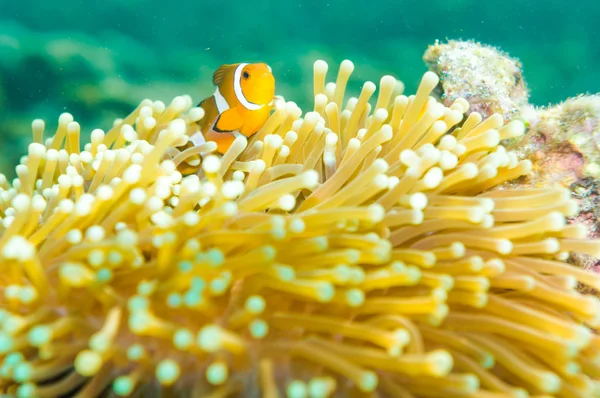 Clown Anemonefish simning bland tentaklerna av dess anemone ho — Stockfoto