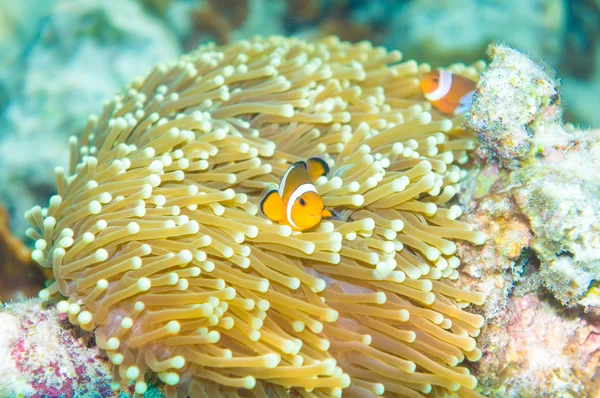Anemon i anemon ryba — Zdjęcie stockowe
