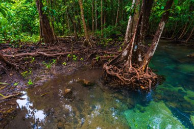Turkuaz yeşil su akışı mangrov ağaçlarıyla