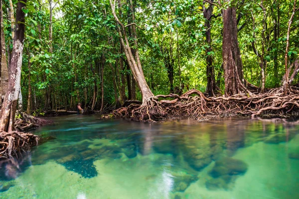 Los árboles de manglar con el torrente de agua verde turquesa —  Fotos de Stock