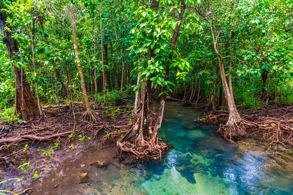Los árboles de manglar con el torrente de agua verde turquesa —  Fotos de Stock