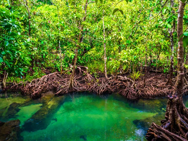 Mangrove erdők türkiz zöld vízzel a patak — Stock Fotó