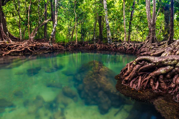 Turkuaz yeşil su akışı mangrov ağaçlarıyla — Stok fotoğraf