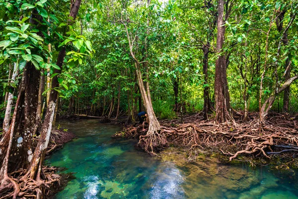 Los árboles de manglar con el torrente de agua verde turquesa —  Fotos de Stock