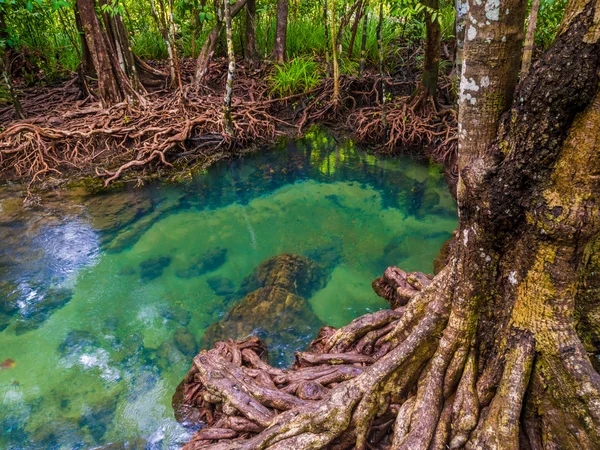 Bosques de manglares con agua verde turquesa en el arroyo —  Fotos de Stock