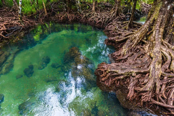 Mangrove trees with the turquoise green water stream