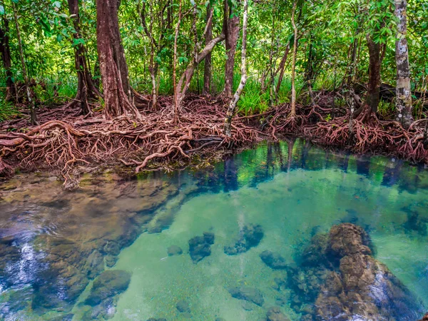Μαγκρόβια δάση με τιρκουάζ πράσινο νερό στο ρεύμα — Φωτογραφία Αρχείου