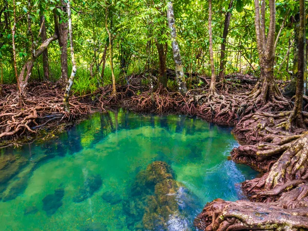 Bosques de manglares con agua verde turquesa en el arroyo —  Fotos de Stock