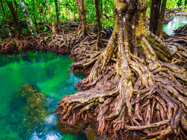 Bosques de manglares con agua verde turquesa en el arroyo —  Fotos de Stock