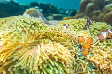 Nemo balık ile host anemon 