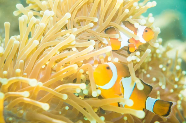 Clown fish Nemo at anemone reef tree — Stock Photo, Image