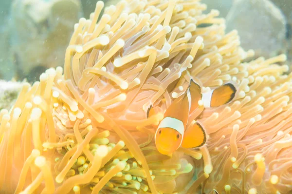 Nemo fish with host anemone — Stock Photo, Image