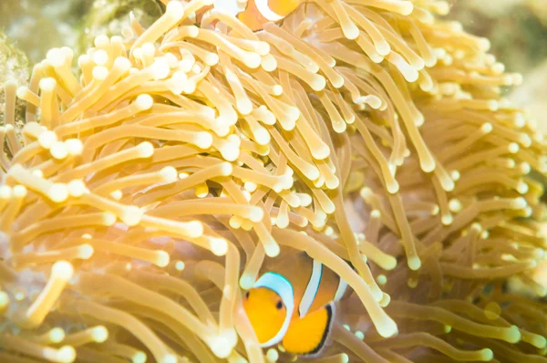 Clownfisken Nemo på anemone reef tree — Stockfoto