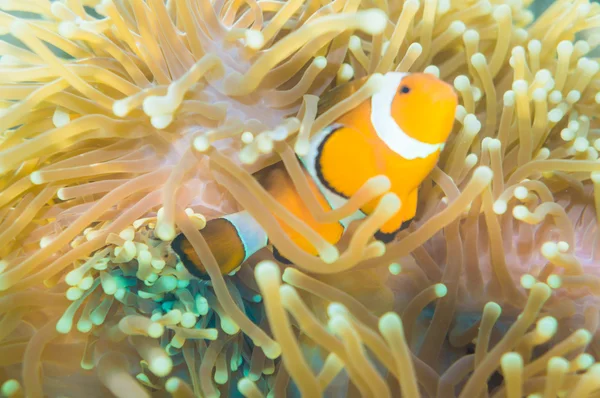 Clown fish Nemo at anemone reef tree — Stock Photo, Image