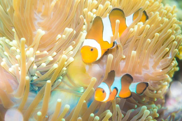 Clown fish Nemo at anemone reef tree — Stock Photo, Image
