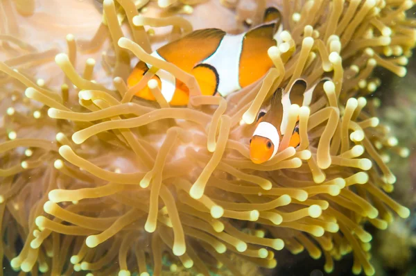 Clownfisken Nemo på anemone reef tree — Stockfoto