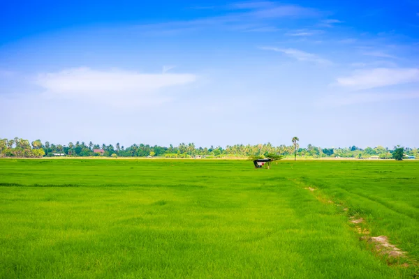 Grünes Reisfeld mit blauem Himmel und Pfad — Stockfoto