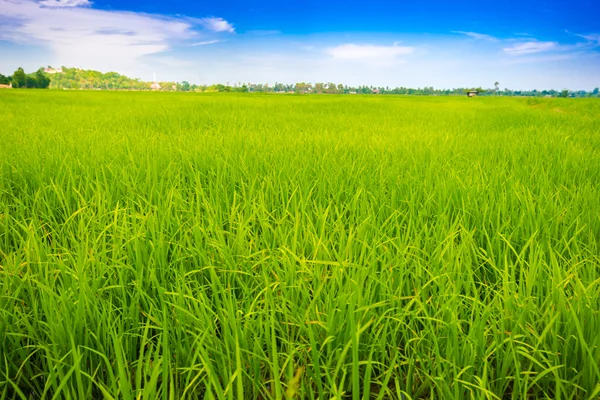 Zöld rizsföld és kék ég — Stock Fotó