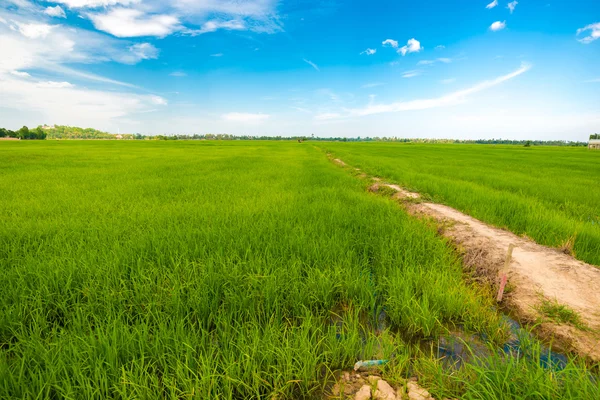 Grünes Reisfeld mit blauem Himmel und Pfad — Stockfoto
