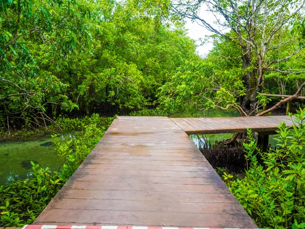 浸水熱帯雨林ジャングルの中で木の経路 — ストック写真