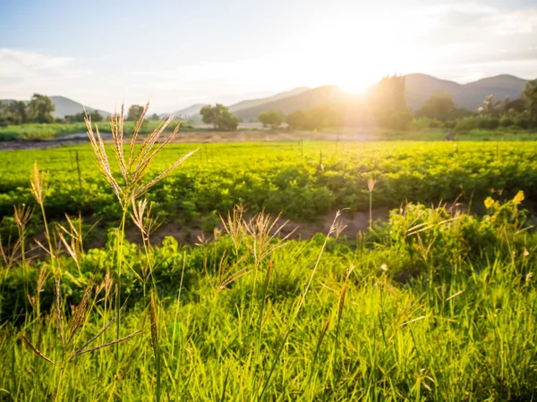 Fresh meadow sunset in the rural valley — Stock Photo, Image