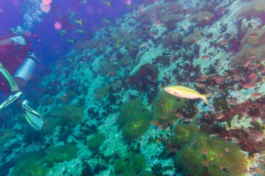 Scuba Diver mercan açık mavi su üzerinde