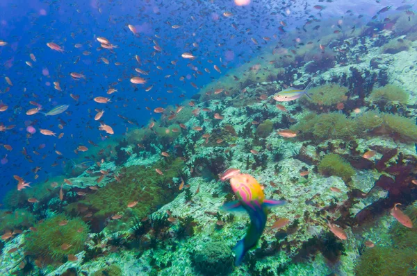 Peces tropicales en el arrecife de coral para bucear en el suroeste de Pináculo en —  Fotos de Stock