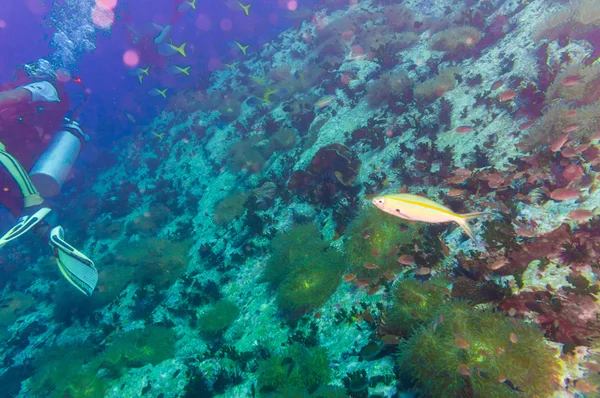 Buceador en arrecife de coral en agua azul clara — Foto de Stock