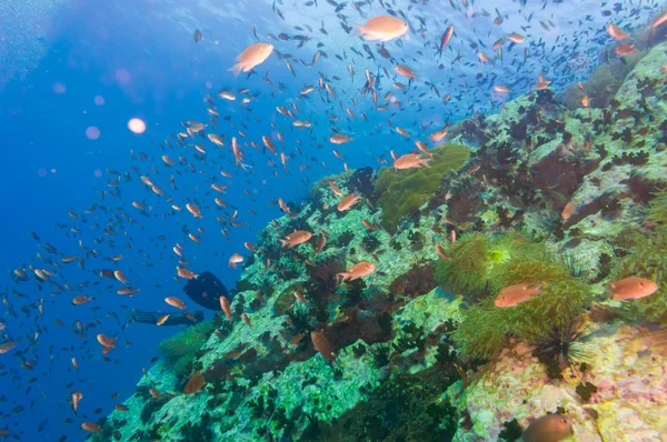 Тропічні риби на кораловий риф для дайвінгу на південній Pinnacle заходу на — стокове фото