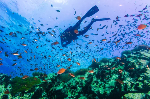 Scuba Diver mercan açık mavi su üzerinde — Stok fotoğraf