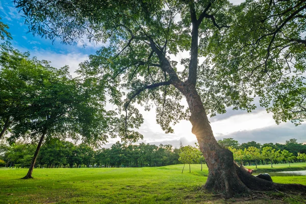 Gramado verde no campo do parque em Bangkok — Fotografia de Stock