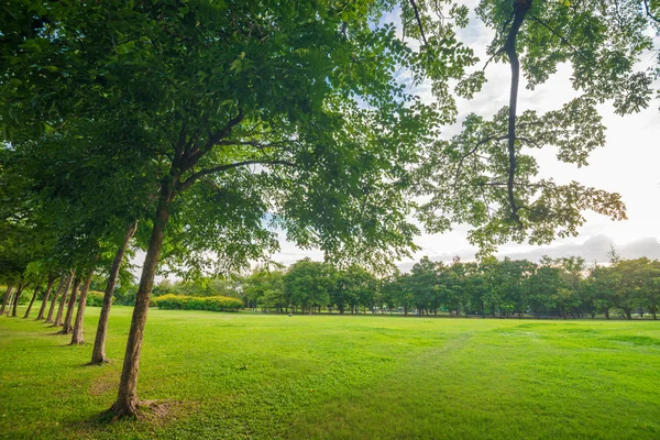 Grön gräsmatta på park område i Bangkok — Stockfoto