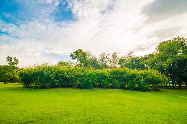 Césped verde en el campo del parque en Bangkok —  Fotos de Stock