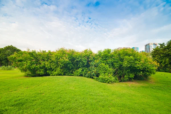 Prato verde sul campo del parco a Bangkok — Foto Stock