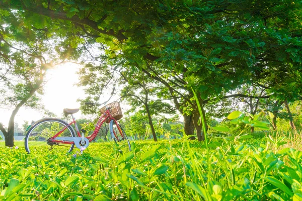 Ciclismo clásico en el parque —  Fotos de Stock