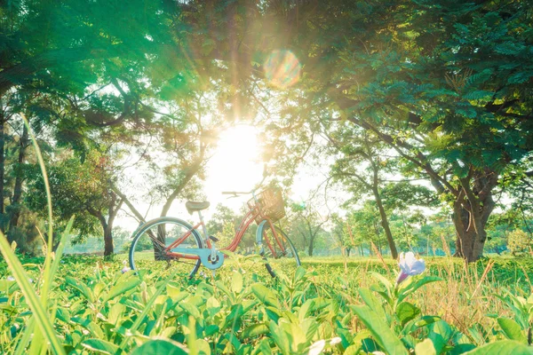 在公园里的绿草地上的自行车 — 图库照片